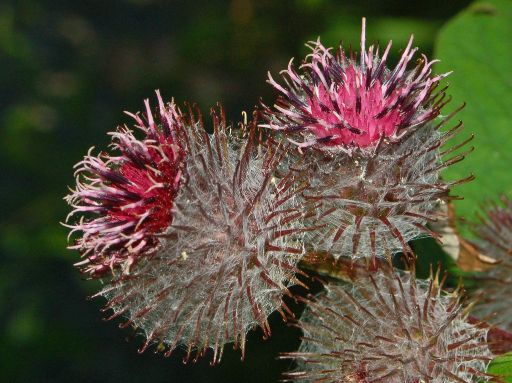 Arctium tomentosum / Bardana lanuta